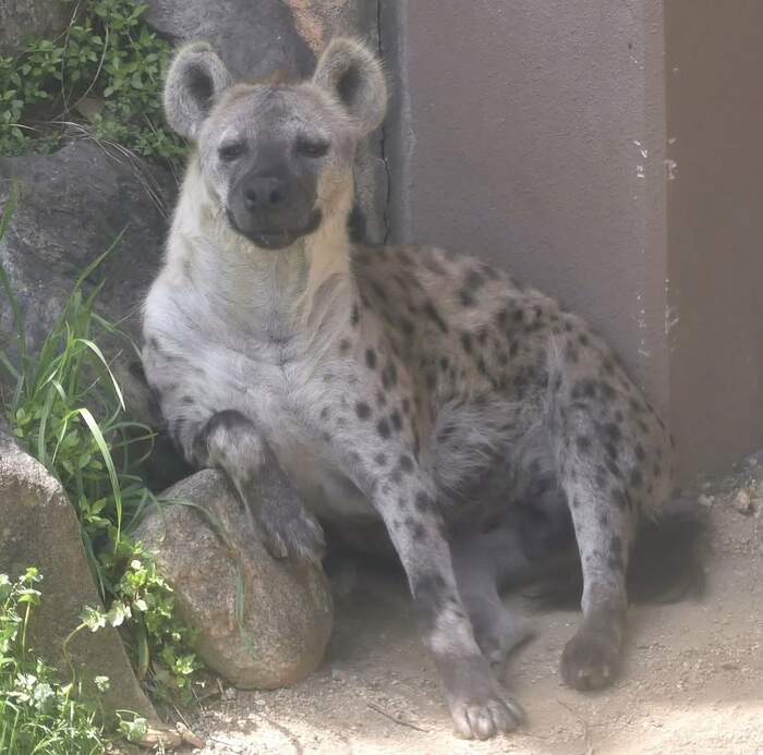 Leaning - Hyena, Spotted Hyena, Predatory animals, Wild animals, Zoo, A rock, The photo