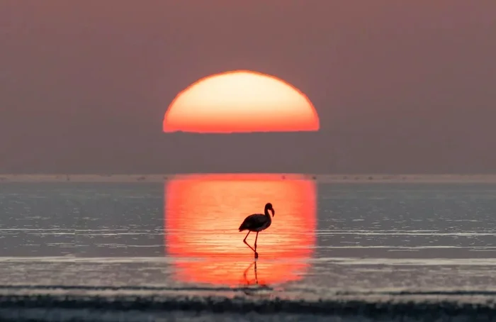 Lesser Flamingo at Sunset - Flamingo, Birds, Wild animals, wildlife, India, Water, Sunset, The sun, Reflection, The photo, Silhouette