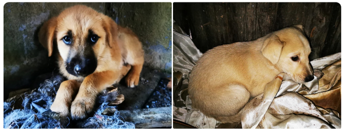 Малышам щенятам очень нужна передержка или дом