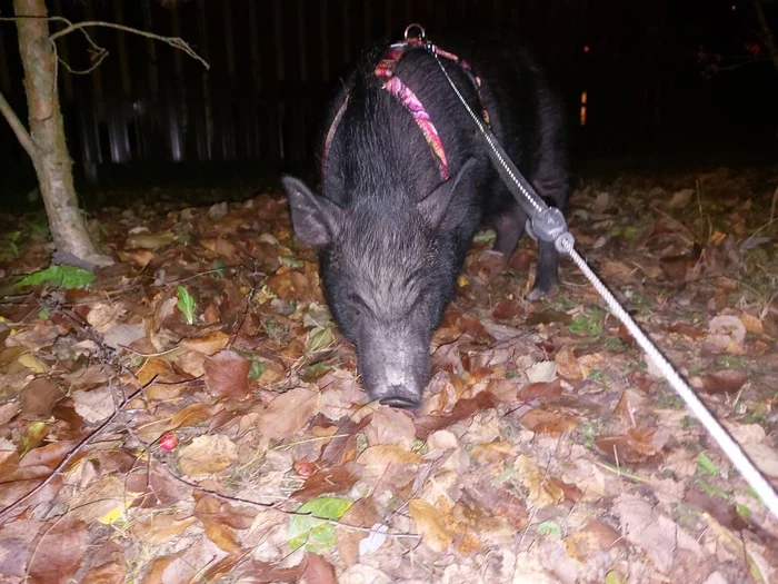 Domestic boar. Very cute) - My, Pig, Mini Pig, Pets, Autumn