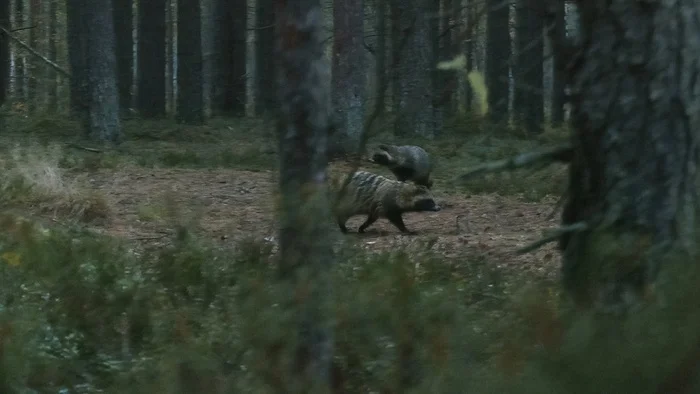 The little bird-dogs, judging by their appearance, are already ready for winter sleep - My, Leningrad region, The nature of Russia, Raccoon dog, Vsevolozhsky district, Pavel Glazkov, Each creature has a pair, Video, Video VK, Longpost