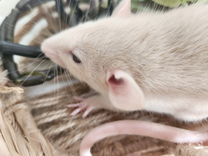 Крысёнок Чарли, 1 месяц.