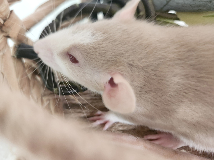 Крысенок Честер, 1 месяц.