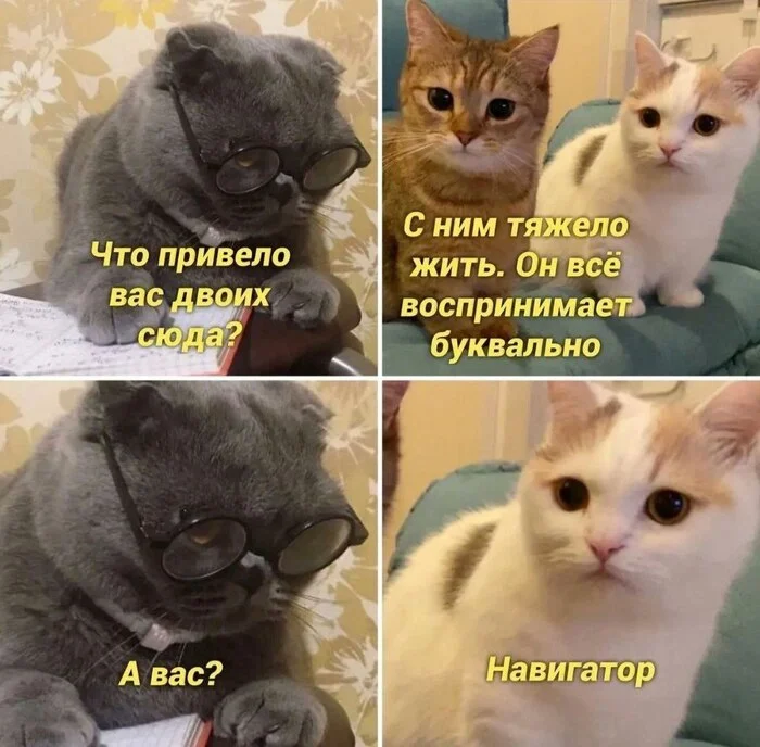 Appointment with a family psychologist - Psychology, Психолог, Picture with text, Humor, Memes, cat, Sad humor, Expectation and reality, Dialog, Family, Age, Vital, Telegram (link), Navigator