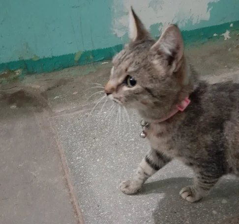 Whose kitty is lost? Or does the little one need a home? - No rating, Homeless animals, Lost cat, Lost, The strength of the Peekaboo, cat, Kaluga region, Russia, In good hands, VKontakte (link), Found a cat