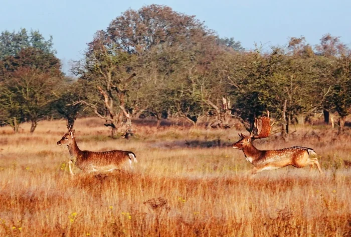 Deer in the Amsterdam Reservoirs Nature Reserve - My, The photo, Netherlands (Holland), Nature