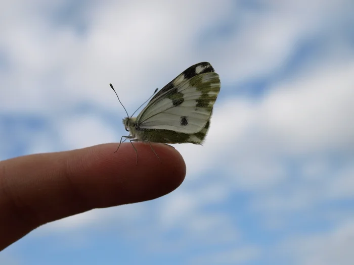 Butterfly - My, The photo, Nature, Butterfly, beauty