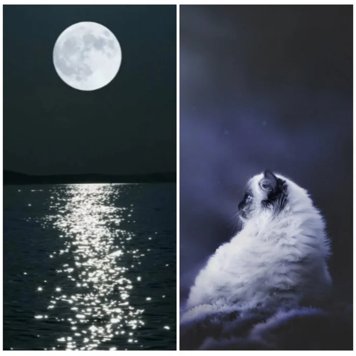 Night on the Embankment - My, cat, Author's story, Pets, Fantastic story, Mystic, Longpost