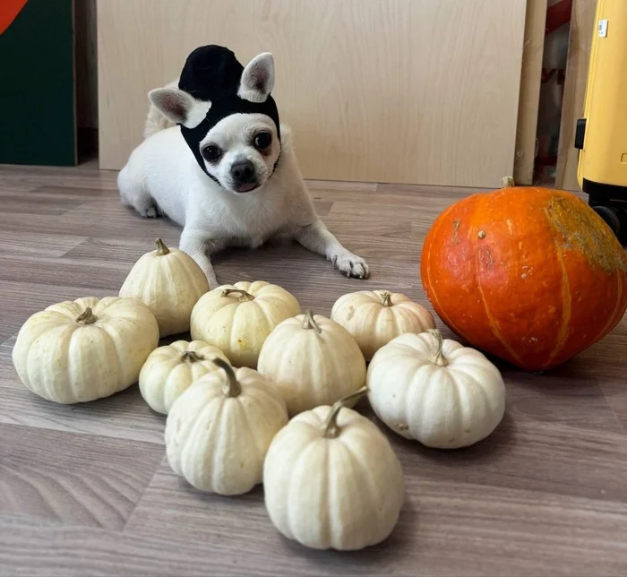 Happy Halloween, friends. - My, Olz777, Dog, Halloween, Pumpkin, The photo, Holidays, Chihuahua