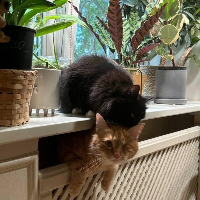 Котик Мажителькин стал домашним 4 марта 2021 года, а кошечка Грушка уехала домой 3 октября 2022 года.