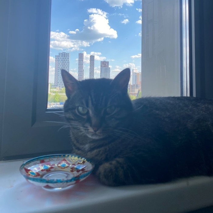 Всего за два с небольшим месяца в приюте малышка нашла для себя семью и дом (11 августа 2022)!