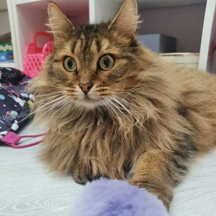 Котик по имени Братишка уехал домой19 июня 2024 года.