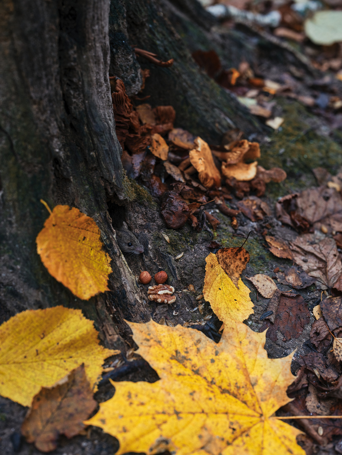 Fujifilm GFX 100 \ Fujifilm GF55mm F1.7