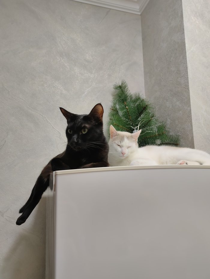 Тусовка на холодильнике