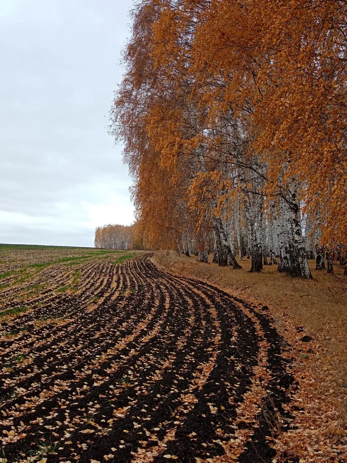 Tambov region - Tambov Region, The photo, Autumn, Nature, Field, Arable land