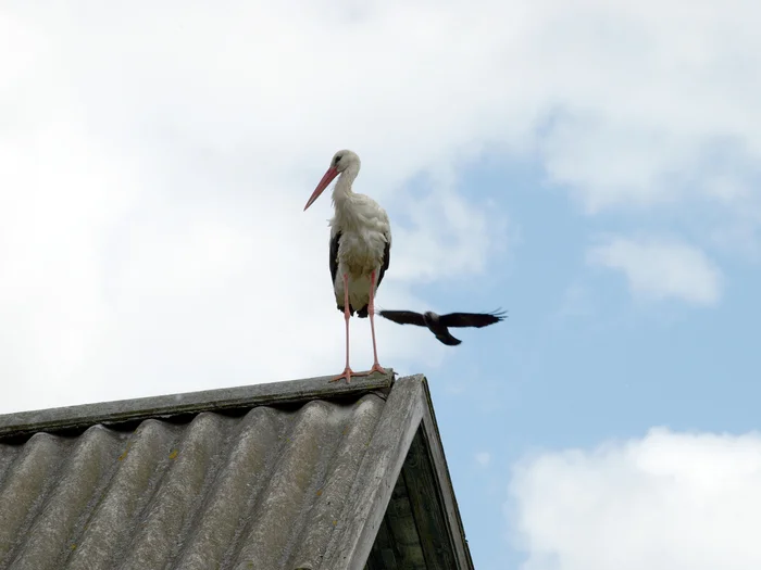 Stork on the roof - My, The photo, Nature, Stork, Birds