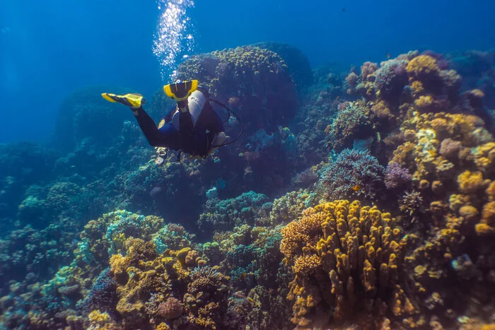 Hurghada Outskirts - My, Diving, Red sea, Longpost