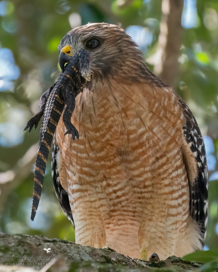 Красноплечий канюк лакомится детёнышем аллигатора