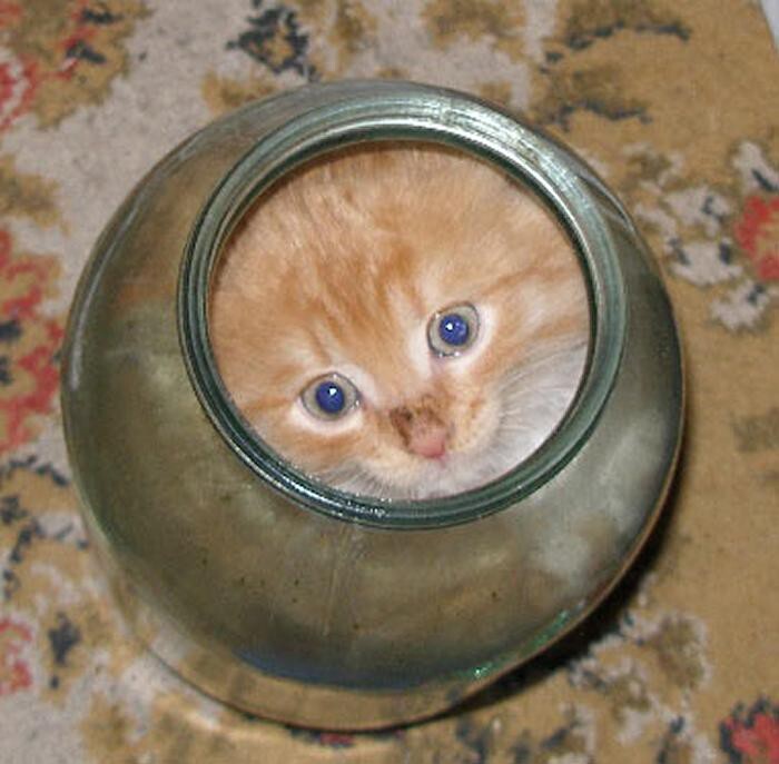 Catbank - cat, Stuck, Memes, Milota, Humor, Jar