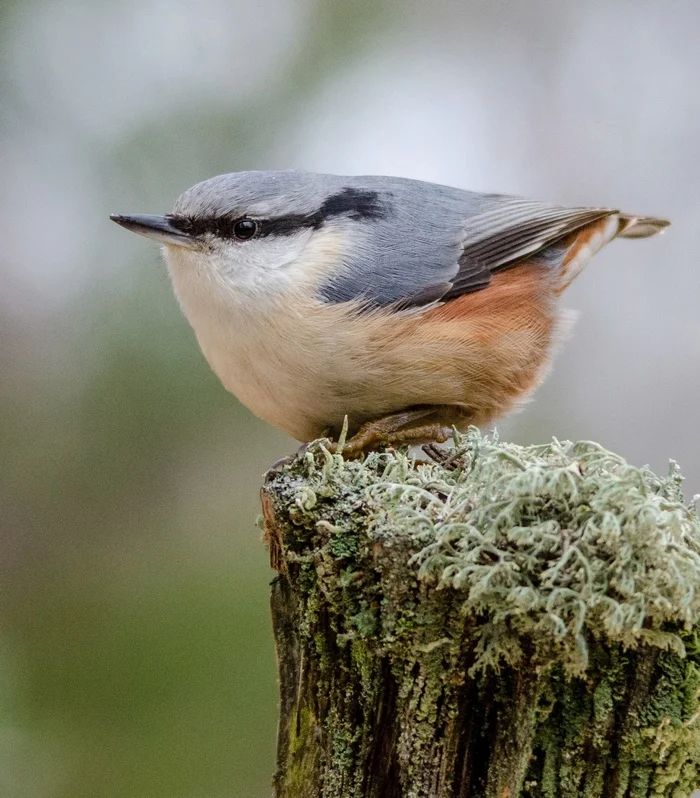 Come on, take a photo, like a ninja - Nuthatch, Birds, Stump, wildlife, The photo