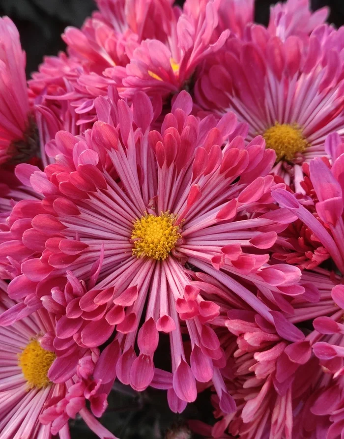 Chrysanthemums - My, Plants, Bloom, Botany, Entertaining botany, Chrysanthemums, Botmuseum, Botanical Museum of the Botanical Institute of the Russian Academy of Sciences, Botanical Museum, Nikitsky Botanical Garden, Longpost