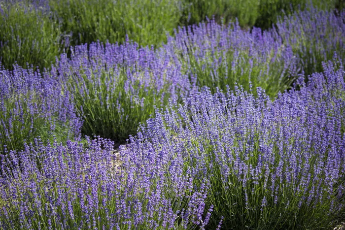 Medicinal: hyssop! - My, Plants, Botany, Entertaining botany, Botmuseum, Botanical Museum of the Botanical Institute of the Russian Academy of Sciences, Botanical Museum, Longpost