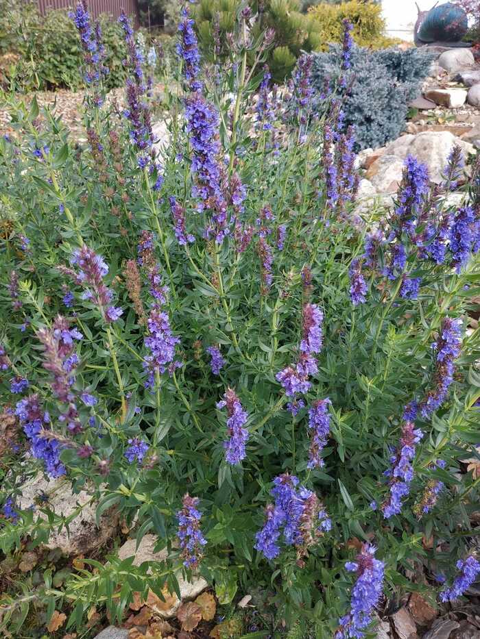  . &nbsp;   <!--noindex--><a href="https://pikabu.ru/story/lekarstvennyie_issop_11964240?u=http%3A%2F%2Ffotoxcom.ru&t=fotoxcom.ru&h=6fbddda3e32b42fe42651c9e40cab38a336c7ca1" title="http://fotoxcom.ru" target="_blank" rel="nofollow noopener">fotoxcom.ru</a><!--/noindex-->.