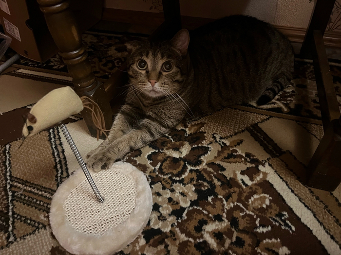 Верю в силу Пикабу