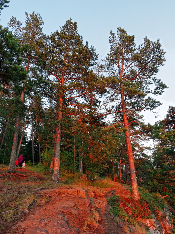 (<a href="https://pikabu.ru/story/valaam_11961409?u=https%3A%2F%2Fcommons.wikimedia.org%2Fwiki%2FFile%3AValaam_P7160081_2475.jpg&t=%D0%BF%D0%BE%D0%BB%D0%BD%D0%BE%D1%80%D0%B0%D0%B7%D0%BC%D0%B5%D1%80&h=150832fe1cecb3a4884973989ab6d10d6e27a3b4" title="https://commons.wikimedia.org/wiki/File:Valaam_P7160081_2475.jpg" target="_blank" rel="nofollow noopener">полноразмер</a>)