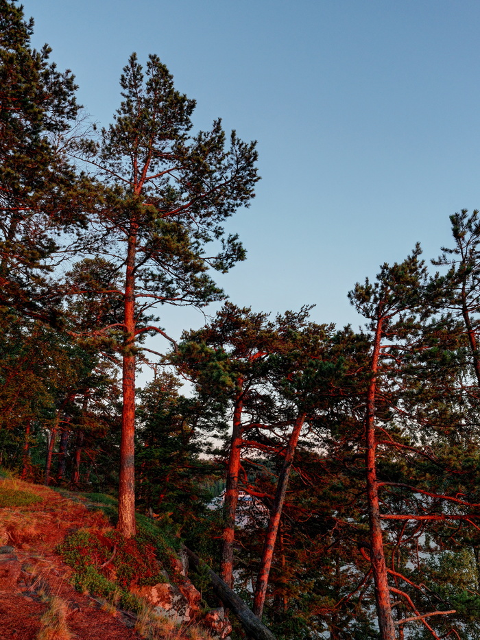 (<a href="https://pikabu.ru/story/valaam_11961409?u=https%3A%2F%2Fcommons.wikimedia.org%2Fwiki%2FFile%3AValaam_P7160083_2475.jpg&t=%D0%BF%D0%BE%D0%BB%D0%BD%D0%BE%D1%80%D0%B0%D0%B7%D0%BC%D0%B5%D1%80&h=158d89d81c5a70fd5a6d08ccae7a18c73dfdc985" title="https://commons.wikimedia.org/wiki/File:Valaam_P7160083_2475.jpg" target="_blank" rel="nofollow noopener">полноразмер</a>)