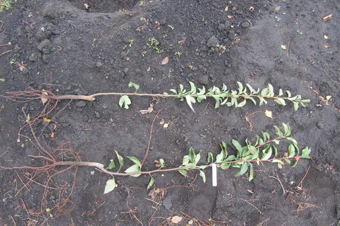 Planting pear Noyabrskaya (Ksenia) and pear Kirghizskaya winter in autumn - My, Plants, Village, Landing, Gardening, Longpost