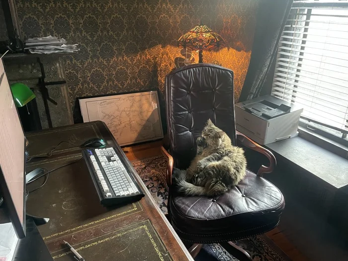 Cat programmer - grief in the family - My, cat, Interior, Victorian era, Computer, Interior Design, The photo, Pets