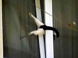 COTostrophic error - cat, Humor, Memes, Stuck, Window