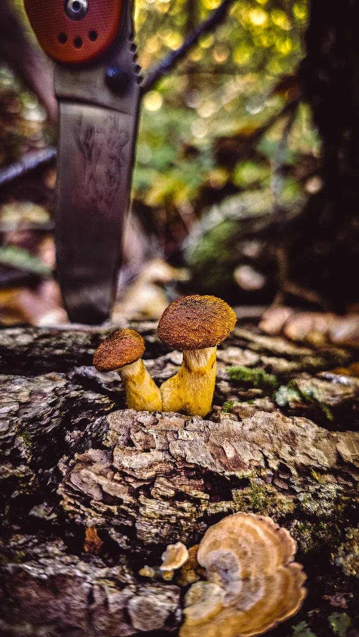 Silent Hunting - My, Mushrooms, Silent hunt, Forest, Autumn, Краснодарский Край, Mobile photography, Longpost