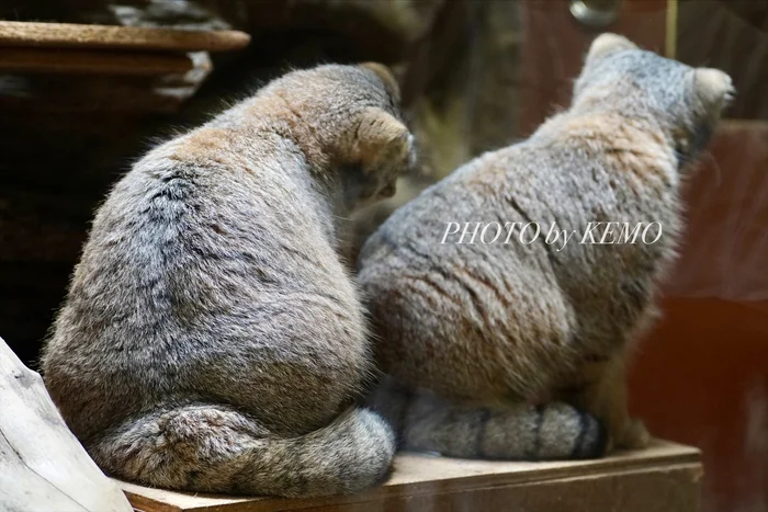 To bite or not to bite the ass, that is the question... - Wild animals, Zoo, Predatory animals, Cat family, Pallas' cat, Small cats