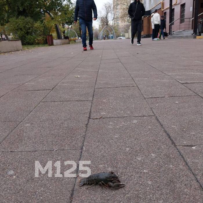 Закуска сбежала от жителя Южнопортового района - Моё, Москва, Фотография, Закуска, Раки, Зимовка, Ракообразные, Тротуарная плитка, ЮВАО