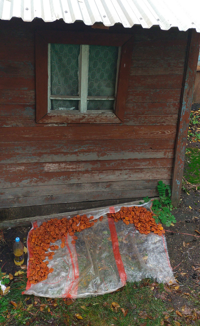 Урюк Мигранты, Фрукты, Торговля, Рынок, Продукты