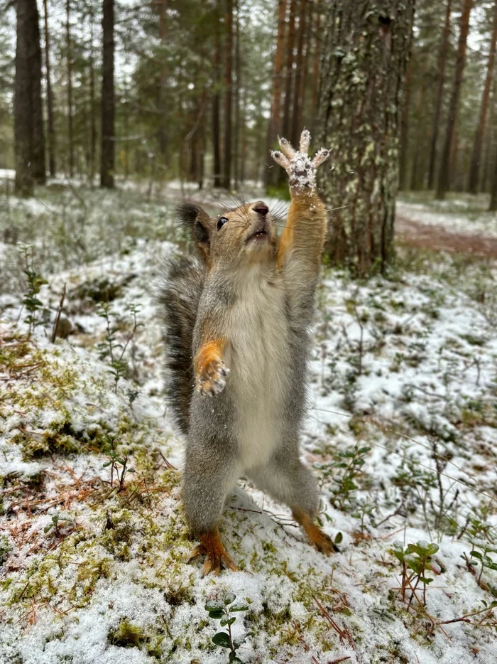 The World Through Mom's Lens. Squirrel Photoshoot - My, Squirrel, Snow, Nature, Longpost, Dog, The photo