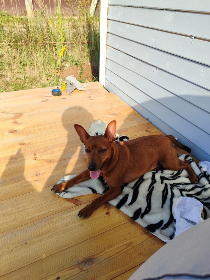 Как же он меня любит, такую террасу удобную сделал для меня. Шкуру заценили? Это трофейная шкура.