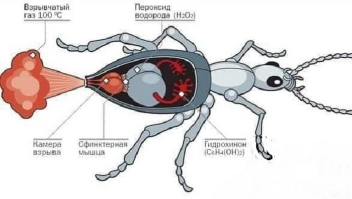 Жук-бомбардир - живой химический завод