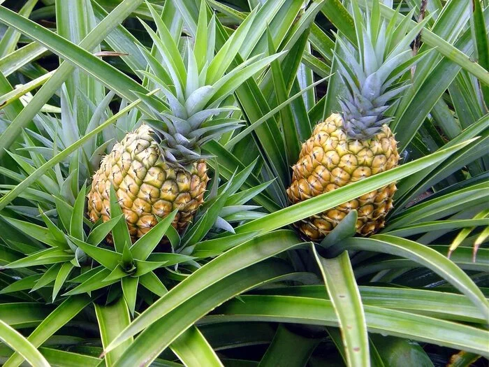 Fruits: pineapple! - My, Plants, Bloom, Botany, Entertaining botany, Фрукты, A pineapple, Botmuseum, Botanical Museum of the Botanical Institute of the Russian Academy of Sciences, Botanical Museum, Longpost