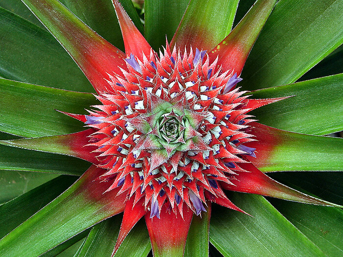 Соцветие ананаса, вид сверху. Фото с сайта <!--noindex--><a href="https://pikabu.ru/story/fruktyi_ananas_11960314?u=http%3A%2F%2Fflickr.com&t=flickr.com&h=00f33e3721471ba29e2ca96a4c409fec5ea4b238" title="http://flickr.com" target="_blank" rel="nofollow noopener">flickr.com</a><!--/noindex-->.