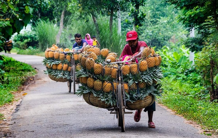 Сбор урожая ананасов в Бангладеш. Фото с сайта <!--noindex--><a href="https://pikabu.ru/story/fruktyi_ananas_11960314?u=http%3A%2F%2Fshutterstock.com&t=shutterstock.com&h=00fbc0ee92159ff7b383251f95364464f5f8b228" title="http://shutterstock.com" target="_blank" rel="nofollow noopener">shutterstock.com</a><!--/noindex-->.