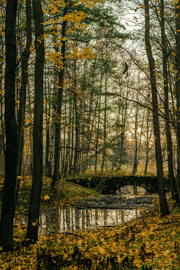 Английский парк(Петергоф) - Моё, Фотография, Вечер, Санкт-Петербург, Петергоф, Природа, Пейзаж, Парк, Озеро, Длиннопост