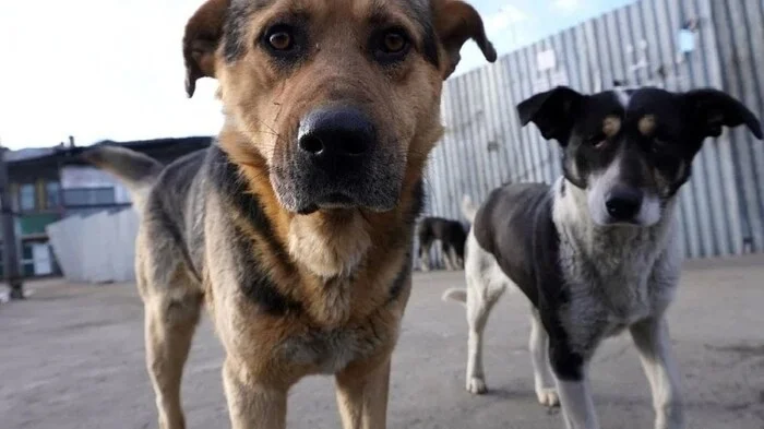 In Sevastopol, 14 children who suffered from stray dogs will be compensated - Homeless animals, Stray dogs, Dog attack, Sevastopol, Crimea, Prosecutor's office, Court, Dog bite, Negative