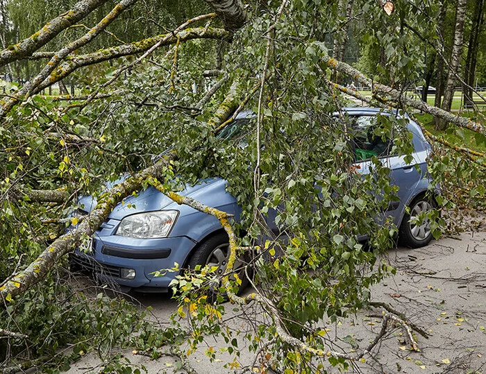 A severed branch fell on a car: who will be held responsible - My, Transport, Motorists, Auto, Car, Useful, Traffic rules, Driver, Spare parts, The fall, Tree, Pruning trees, Parking, Life stories, Republic of Belarus, Rights, Housing and communal services, Zelenstroy, Road safety, Longpost