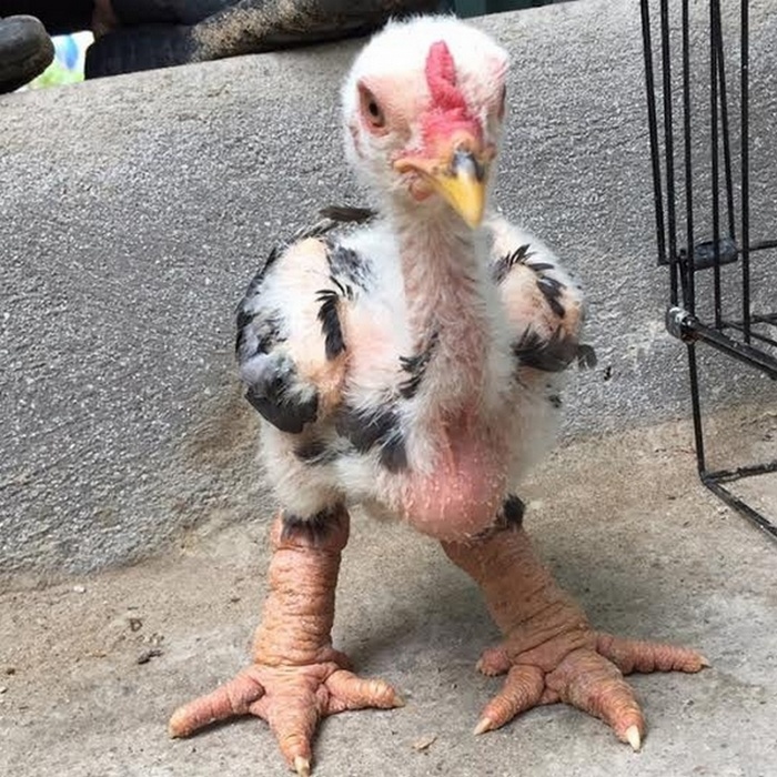 Такой маленький, а уже качок