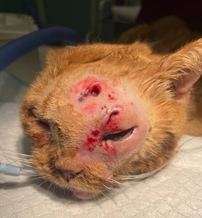 Фото перед операцией после бритья.