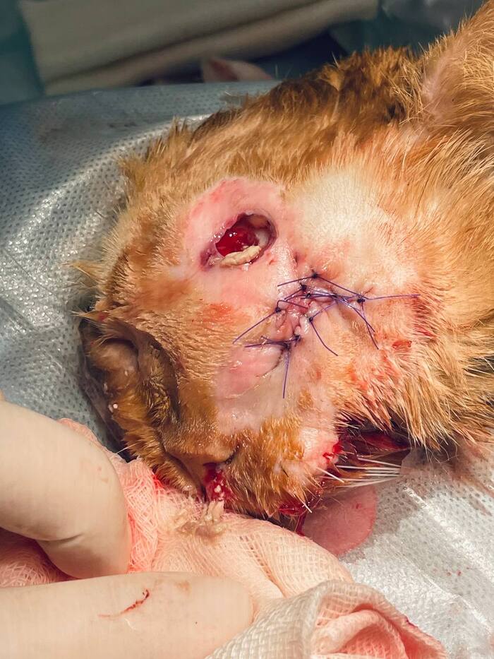 И сверху гной льётся, и снизу гной льётся.