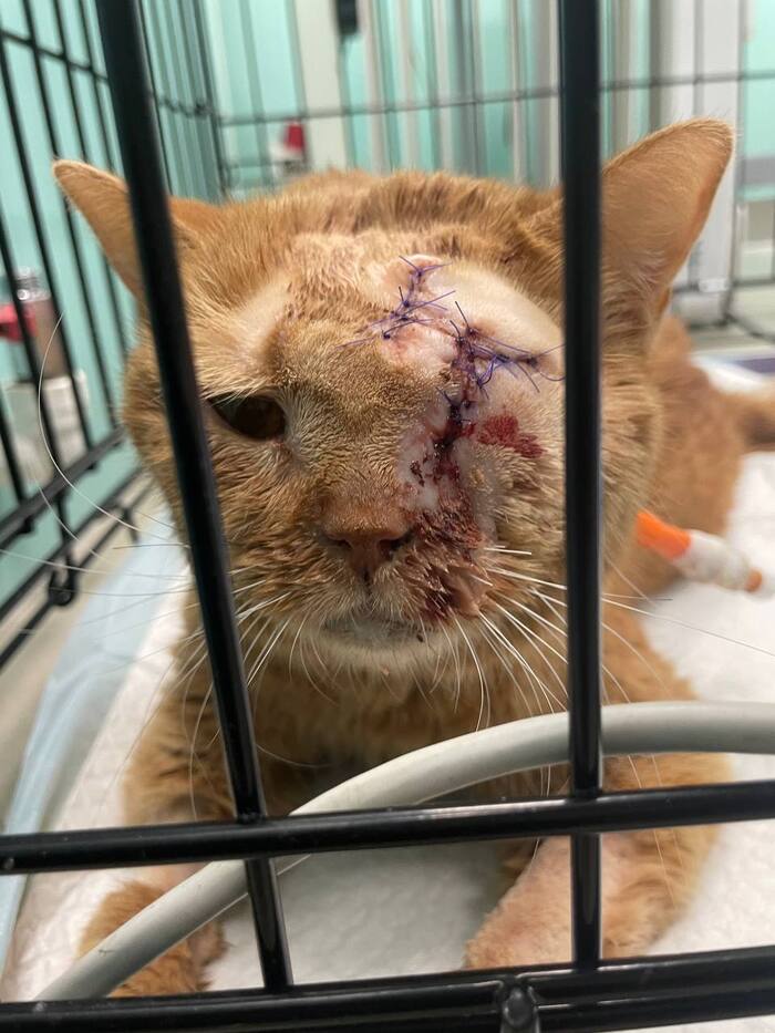 Грустная мордочка после пробуждения.